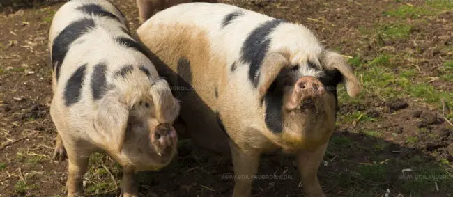 Traditionally Farmed Gloucestershire Old Spots Pork