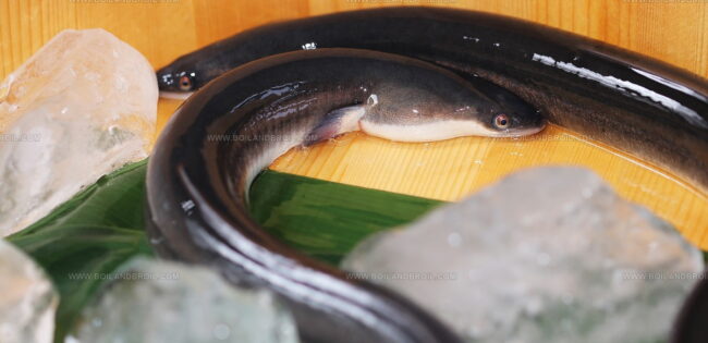 Unagi