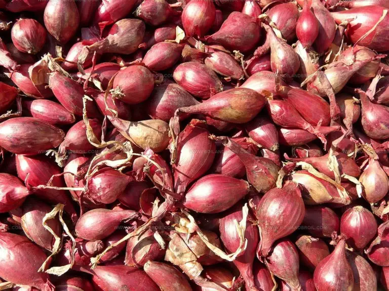 What Do Shallots Taste Like? Discover Their Mild Onion Magic