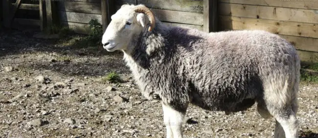 Lakeland Herdwick