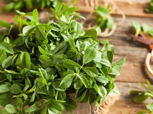 Health Benefits of Fenugreek