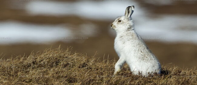 Mountain Hare