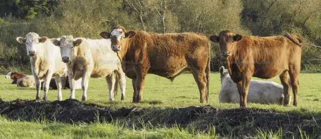 West Country Beef