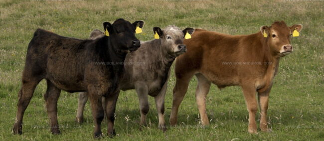 Orkney Beef