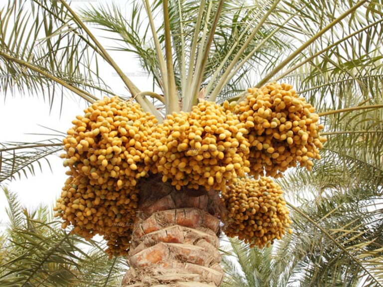 Dried or Fresh Dates: Which Sweet Treat Is Best?