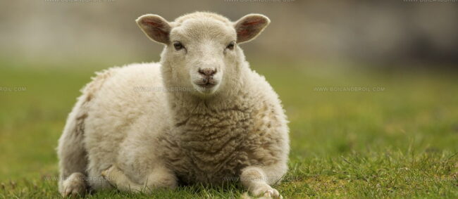 Shetland Lamb