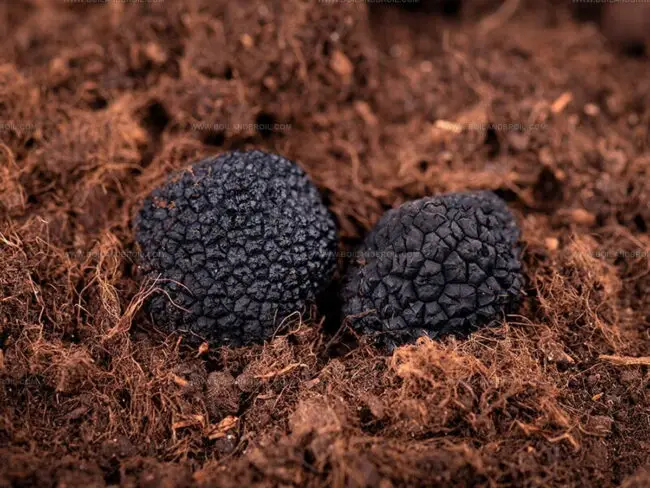 Black Truffles