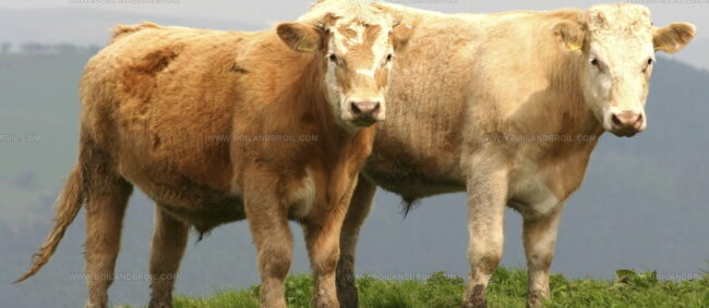 Welsh Beef