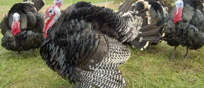 Traditional Farmfresh Turkey
