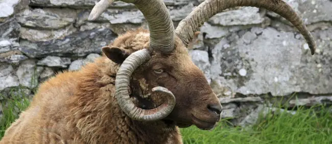 Isle Of Man Manx Loaghtan Lamb