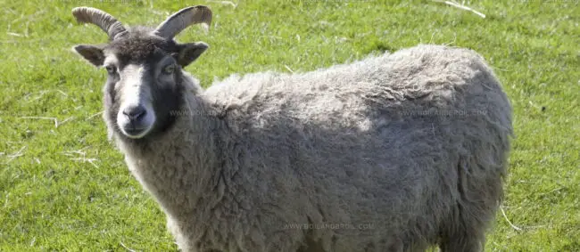 Orkney Lamb