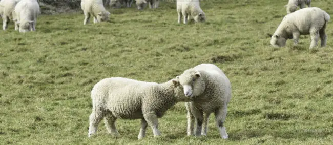 West Country Lamb
