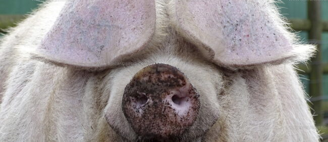 Welsh Pig