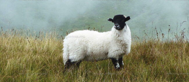 Scotch Lamb