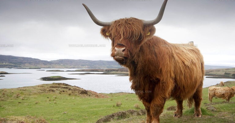 20 Bold British Fresh Meats Every Carnivore Should Know