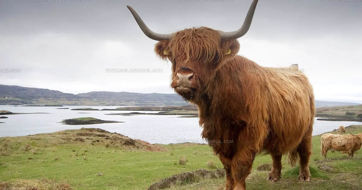 20 Bold British Fresh Meats Every Carnivore Should Know
