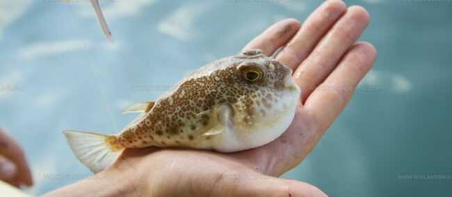 Fugu