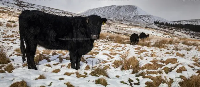 Welsh Black Cattle