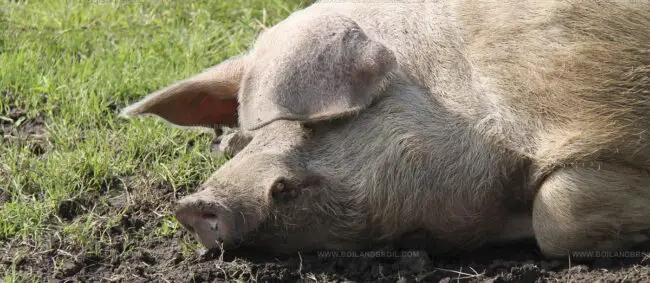 Traditionally Reared Pedigree Welsh Pork