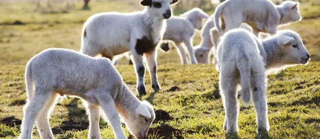 Welsh Lamb