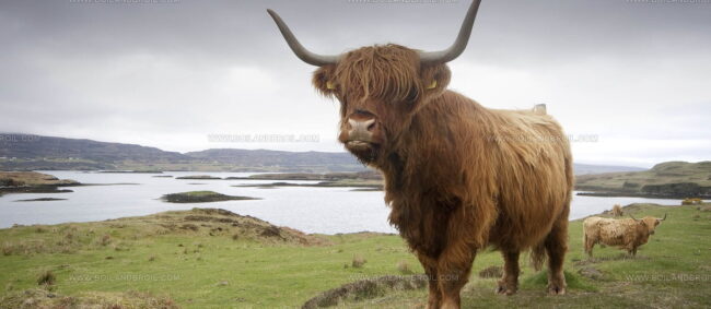 Scotch Beef