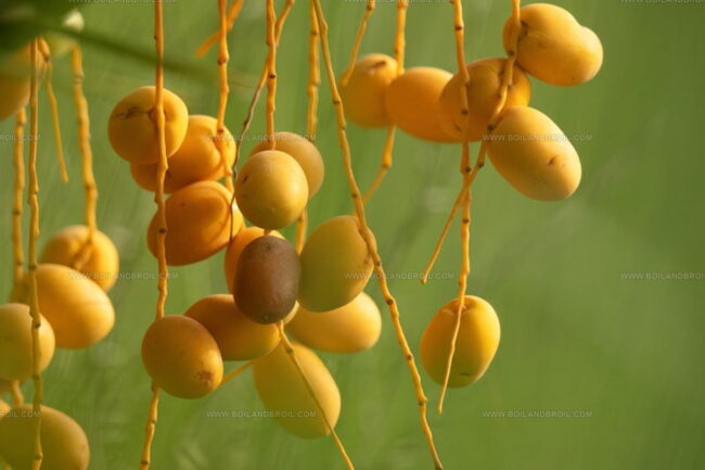 Khalal (Unripe Dates)